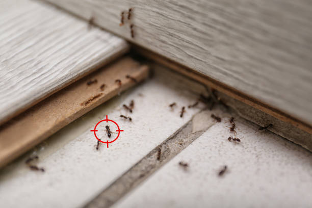 Best Termite Control Services  in Beecher, IL