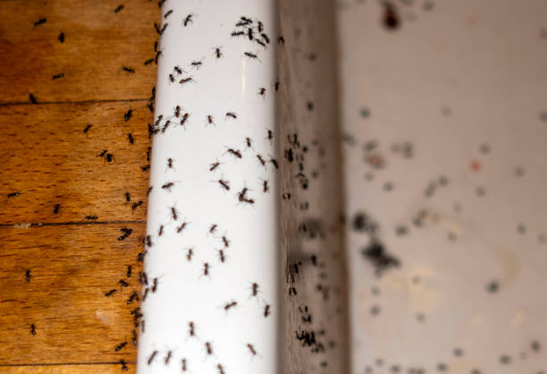 Professional Pest Control in Beecher, IL
