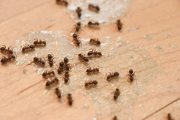 Best Pest Control for Businesses  in Beecher, IL